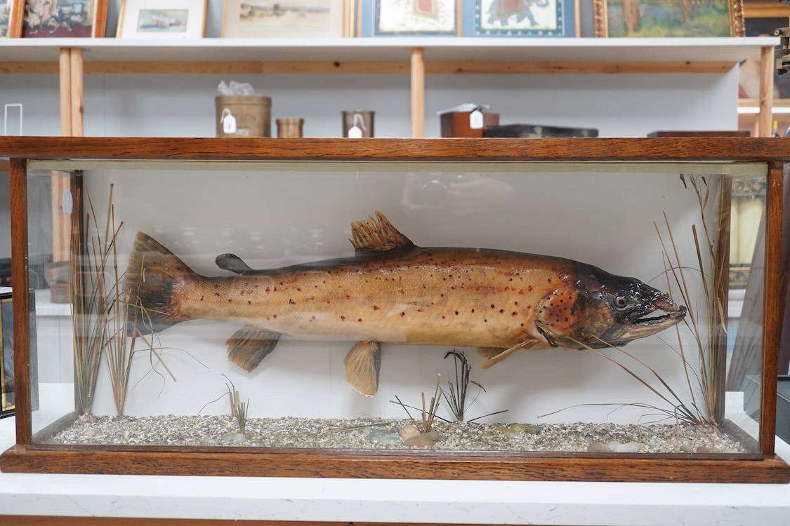 A mid 20th century taxidermy trout, mounted in a flat fronted oak framed glazed cabinet, with painted plywood back, H 39cm L 92 x W 23